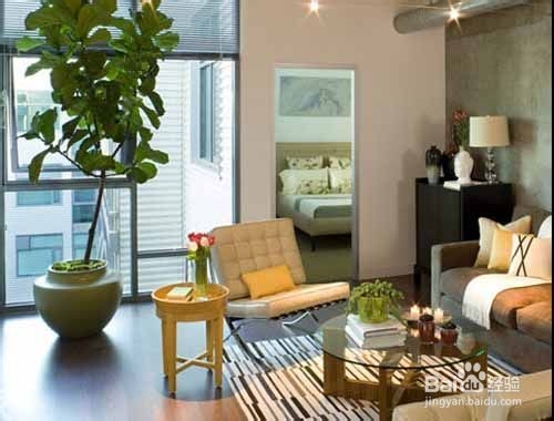 什么大型绿植家里好养,家里不适合养什么绿植