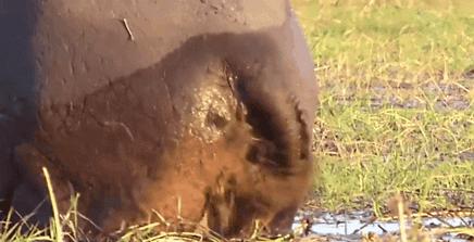 汗血宝马暴躁视频,汗血宝马的暴脾气