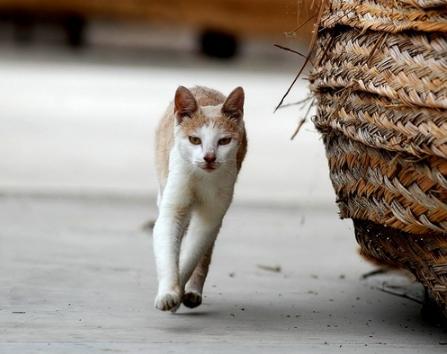 猫咪鼻子不透气怎么解决,猫咪鼻子不通气怎么缓解