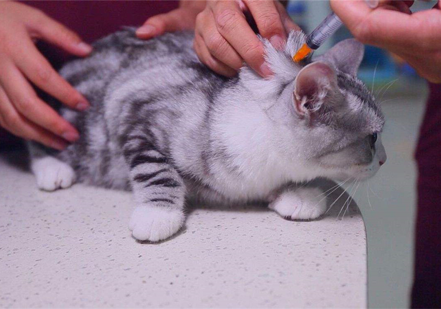 自己给成年猫咪打疫苗的正确方法,铲屎官可以自己给猫咪打疫苗吗