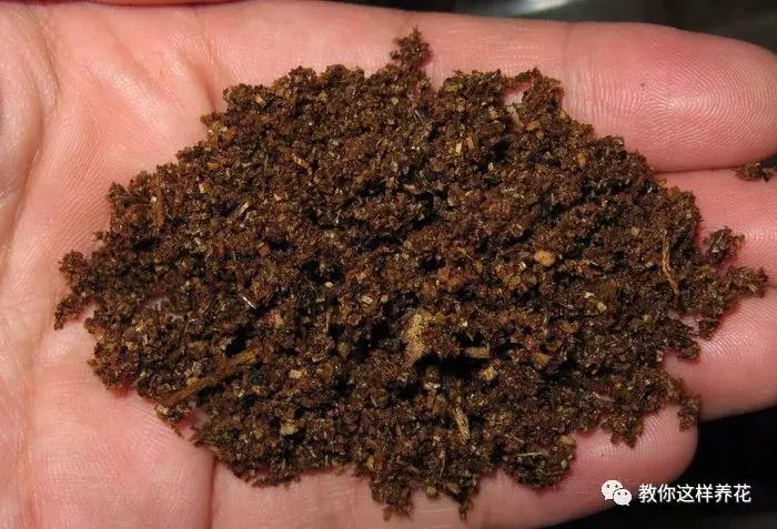 枕头芯掏1把扔盆里，透气不烂根，绿萝吊兰越长越疯，越长越旺