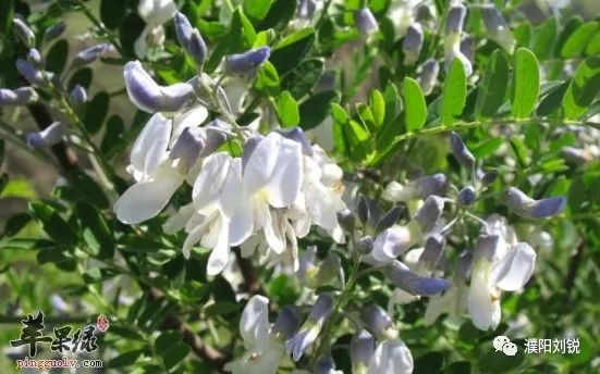 瓒ｈ鏋楀啿,瓒ｈ娑炴簮