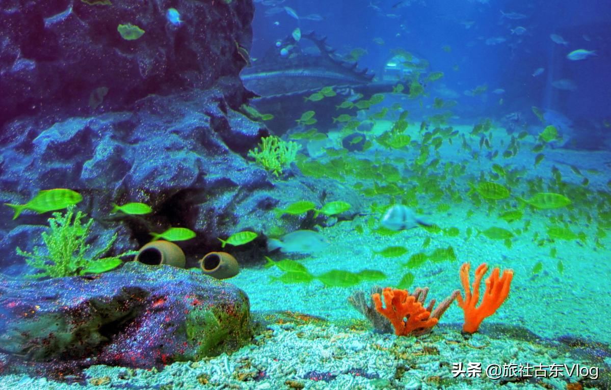 成都海昌极地海洋馆动物表演时间,武汉海昌极地海洋世界动物