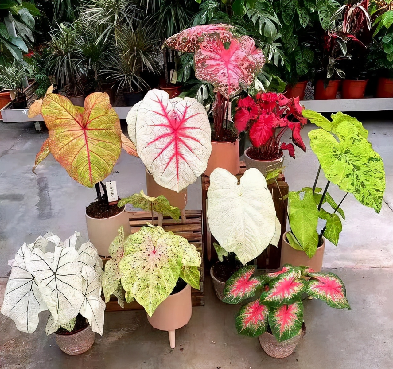 客厅散光适合养什么花,什么花适合常年放在散光阴凉处