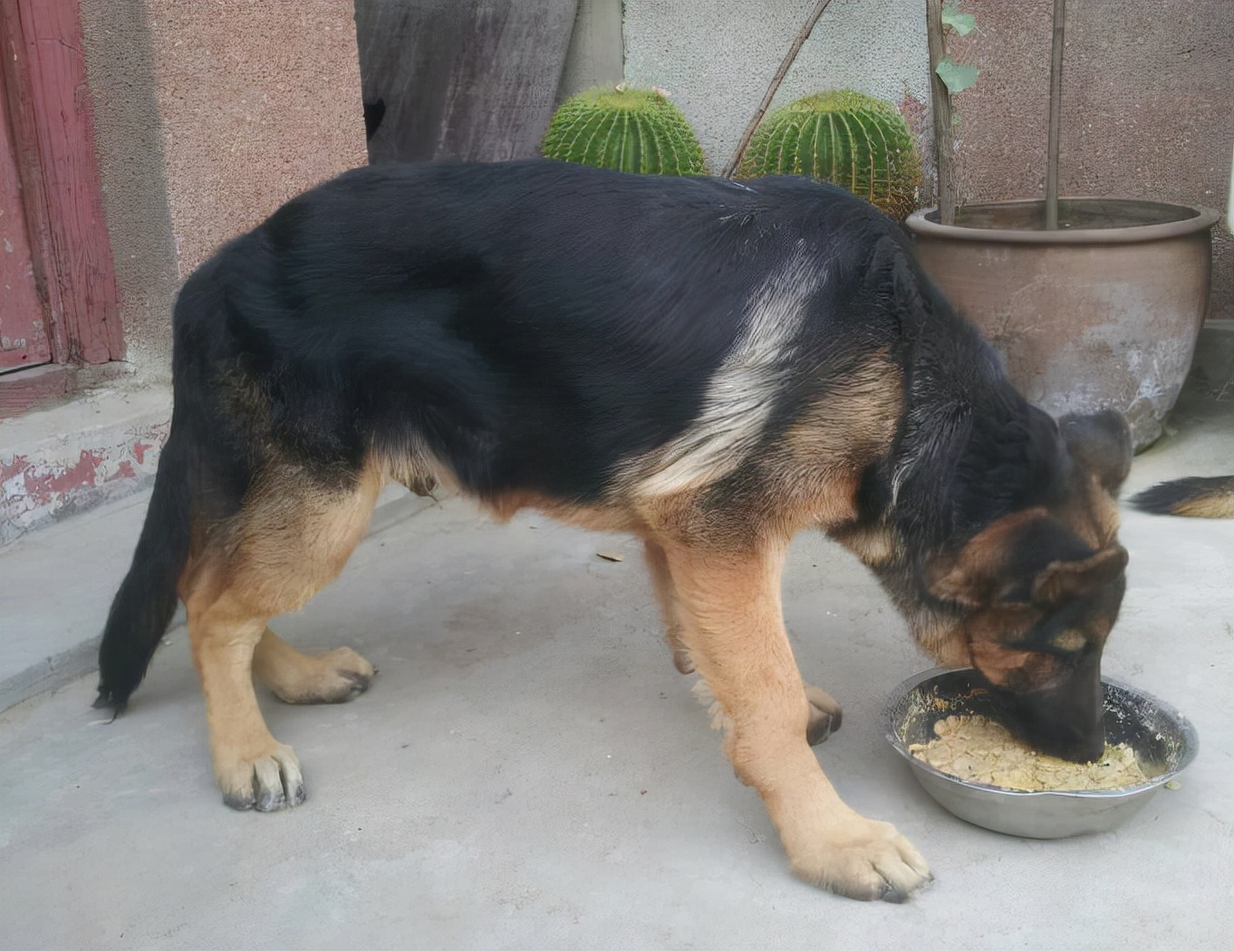 二个月的牧羊犬怎么吃狗粮,成年牧羊犬怎么吃狗粮视频