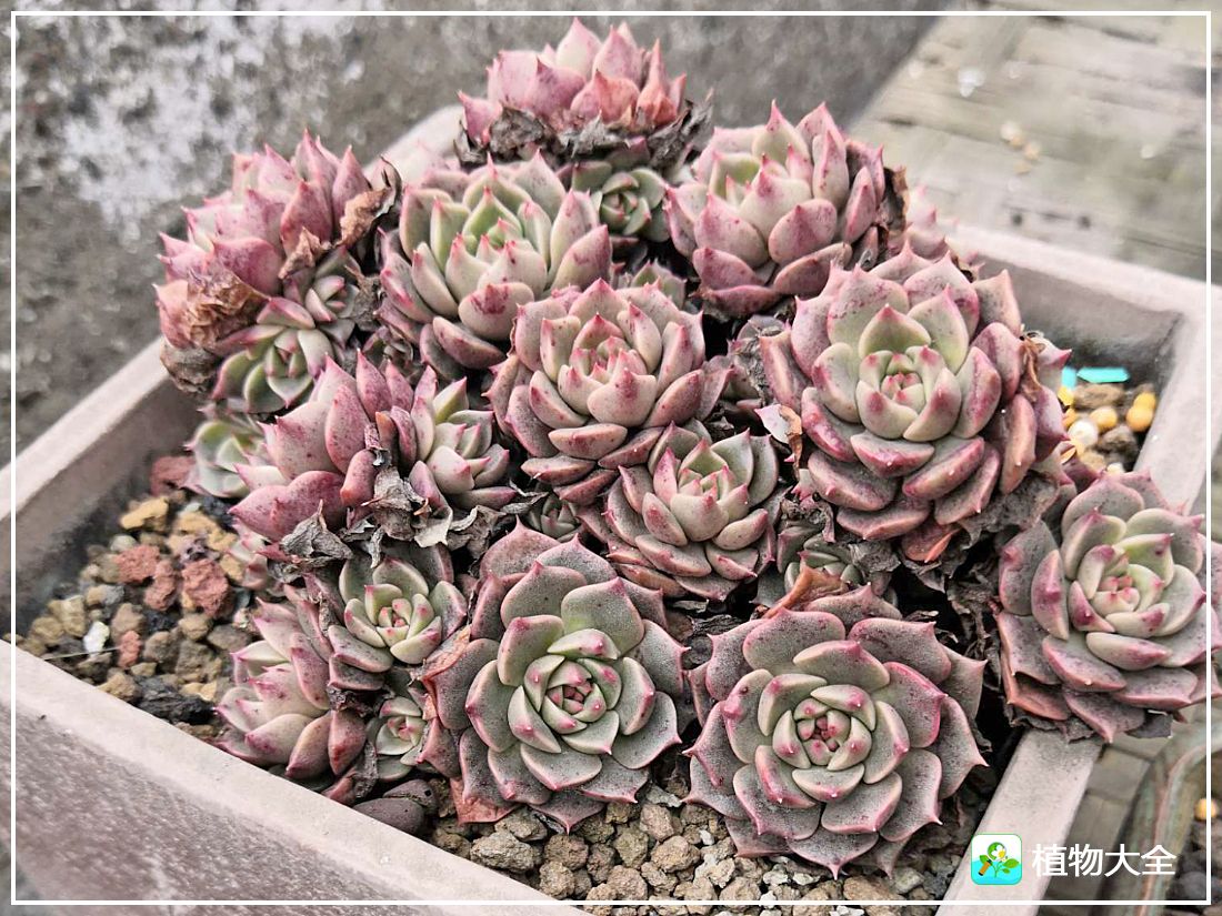 艾格尼亚多肉植物,多肉植物奥利维亚