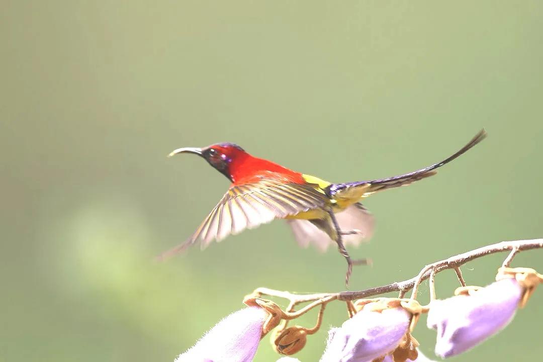 可爱的太阳鸭,可爱的太阳鸟