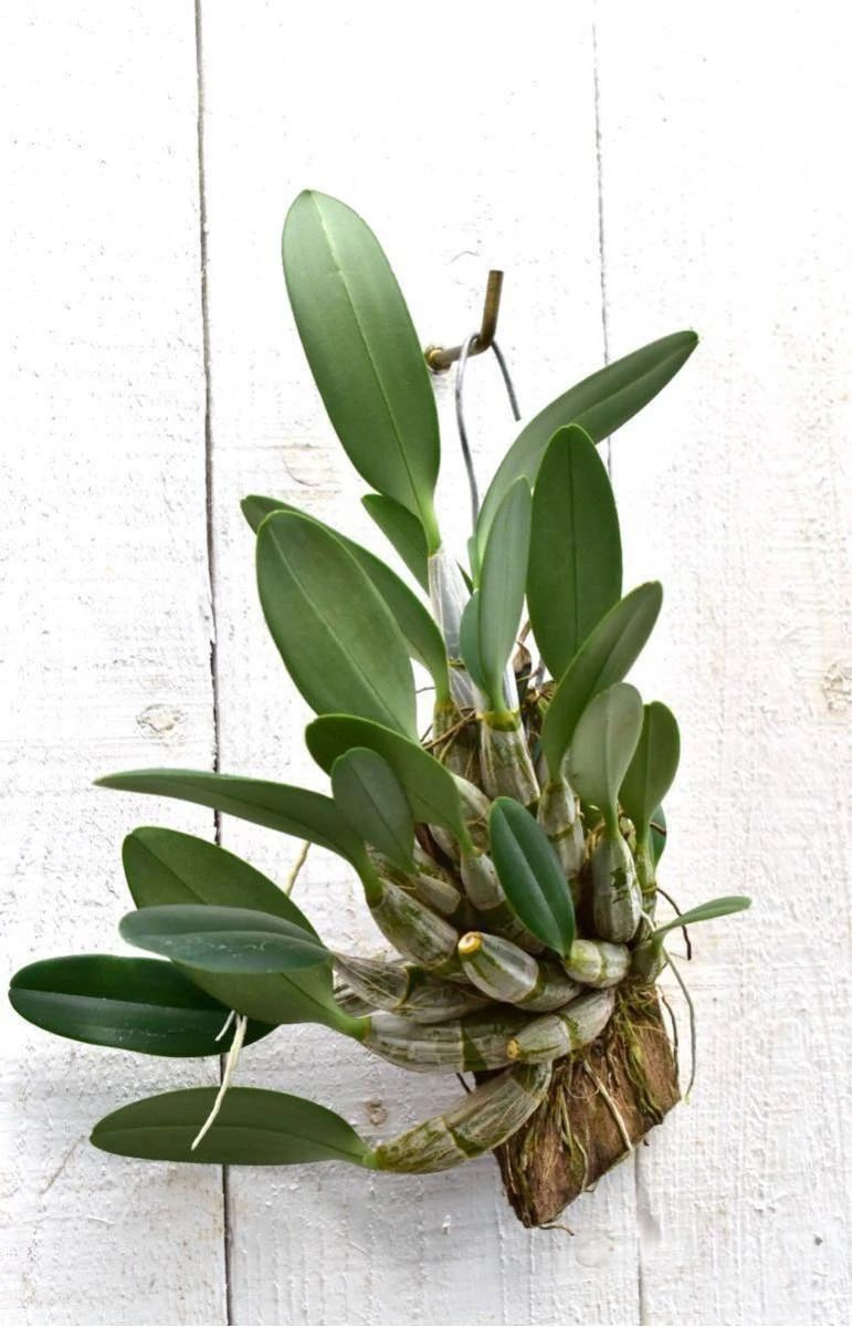 铁皮石斛养不活,铁皮石斛储存不当怎么办