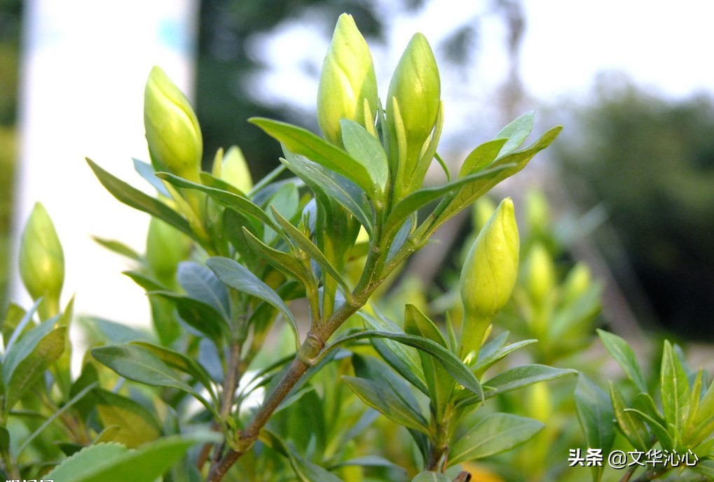 每日原创诗词一首,每日成诗