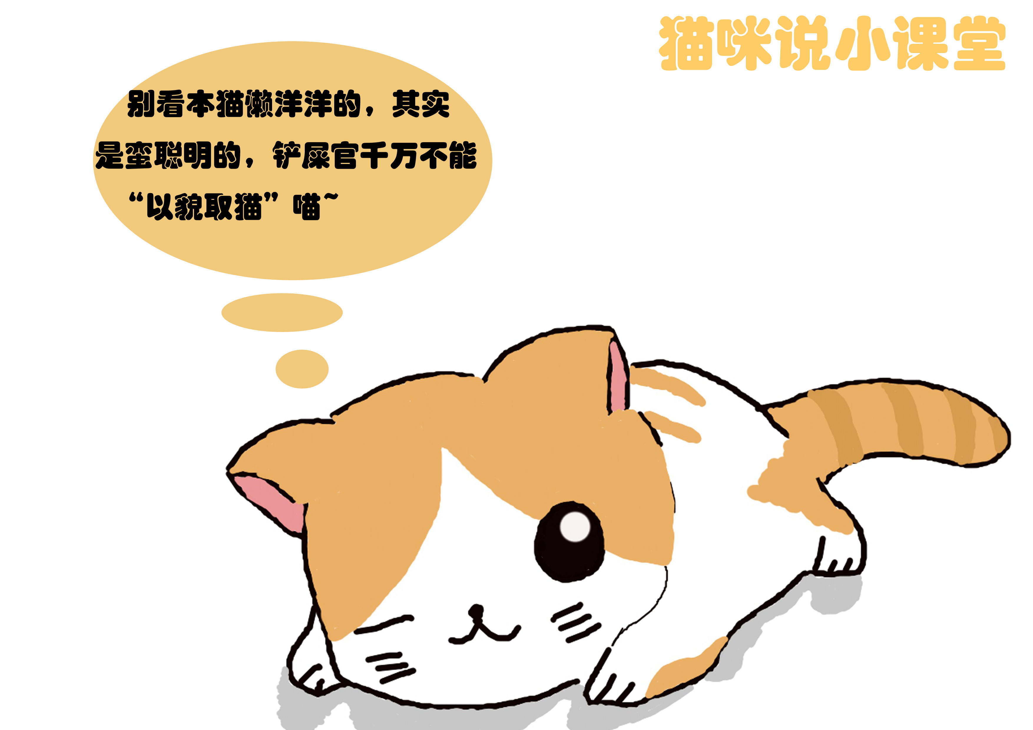 聪明猫都有哪些,聪明幼猫