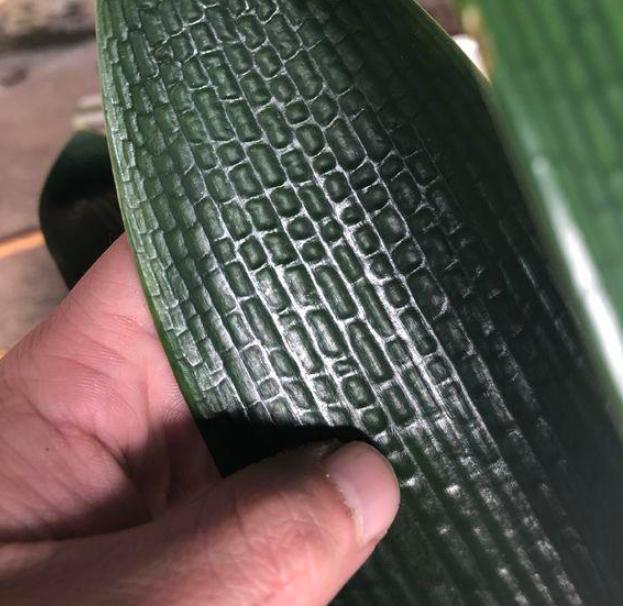 给君子兰换盆可以加上点草木灰吗,如何给君子兰换盆在冬季