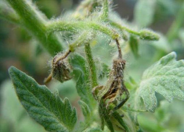 番茄药害是怎么产生的,番茄打助壮素发生药害怎么办