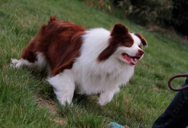 什么狗最好养又听话又便宜中型犬,什么狗不咬人又听话可爱又最好养