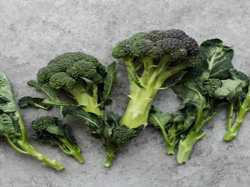 什么仓鼠爱吃西兰花,仓鼠能不能吃绿色的西兰花