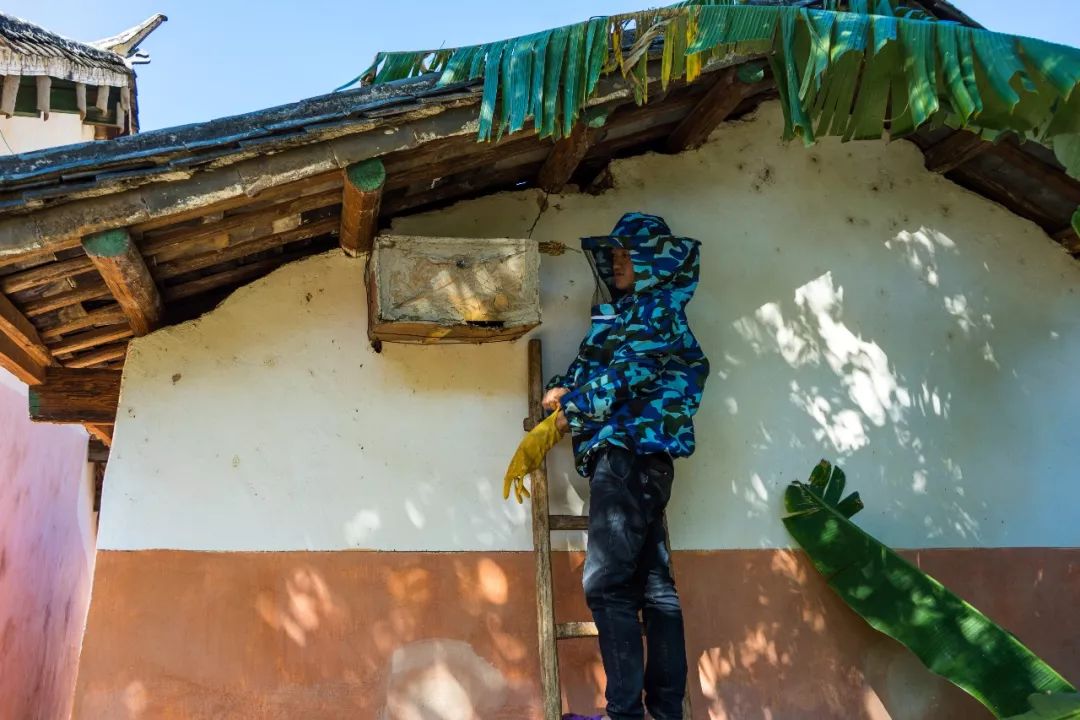 土蜂蜜的取蜜全过程,土蜂蜜取蜜全过程记录