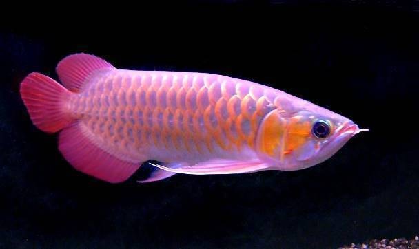 龙鱼吐胃袋多久能恢复,龙鱼进食解析