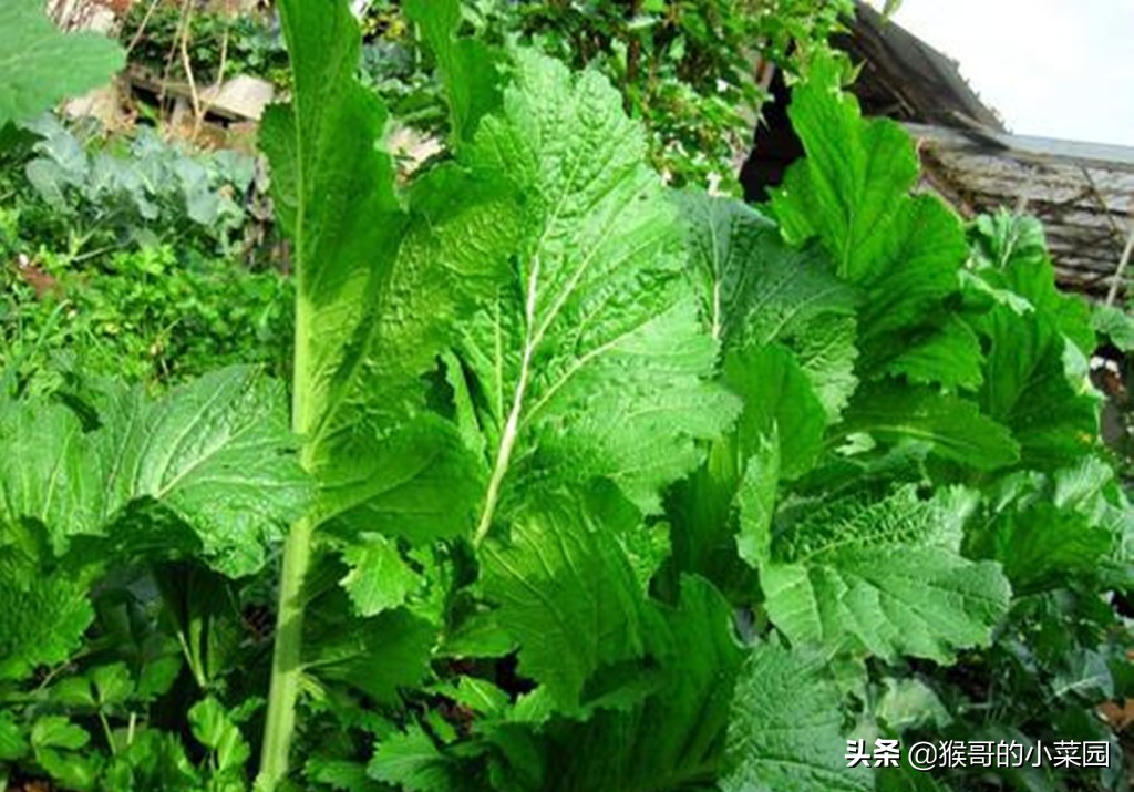 芥菜好吃有诀窍,最好的芥菜有几种