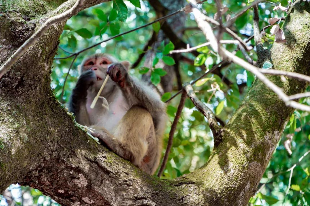 大理鸡足山奇观,从山角看大理鸡足山的传说
