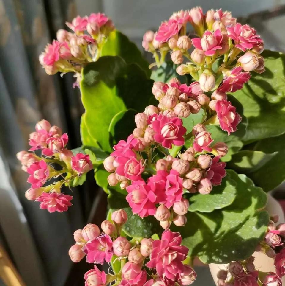 长寿花自制营养液,自制长寿花催花的方法