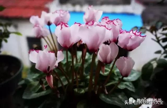 绿萝吊兰怎么去甲醛,这4种花比吊兰绿萝好养