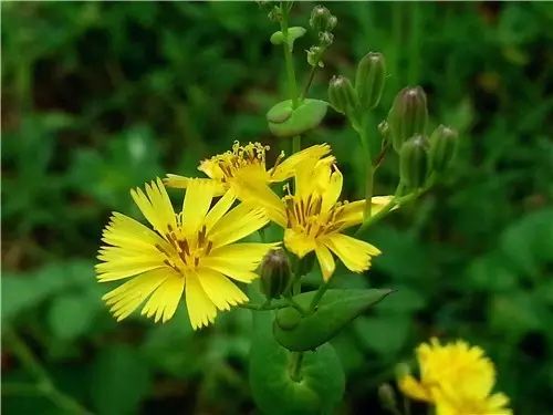 那些常见却叫不上名字的野花野草,常见的野花野草却是农家之宝