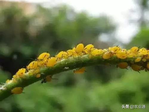 家庭防治虫害的最佳方法,病虫害防治小妙招