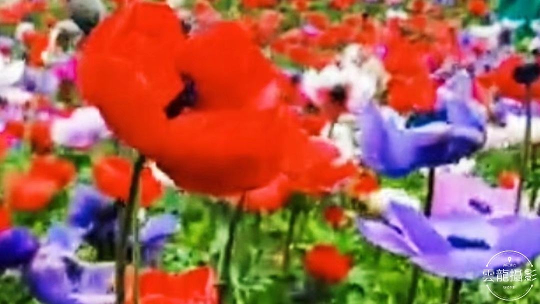 「五絕」平聲三十韻•春系列（18-37）首