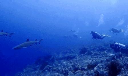 建议在哪里拿潜水证,如何免费学习潜水证