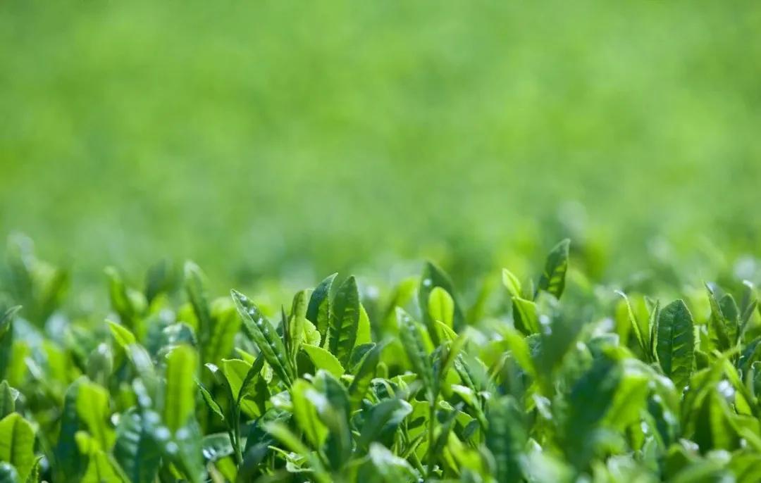 适合夏天的小众茶,夏天喝什么茶补肝肾又不上火