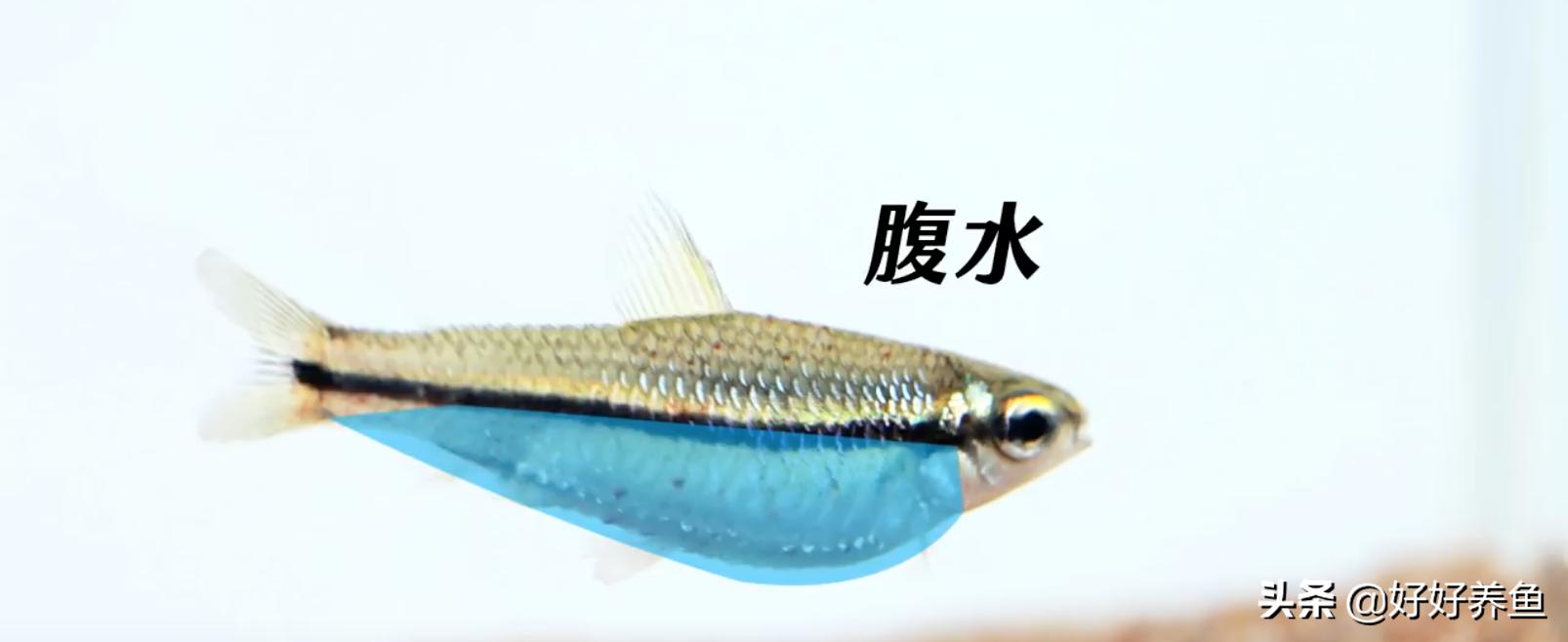 如何治疗鱼病不入坑,怎么治疗鱼病