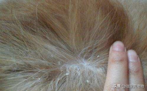 狗狗身上有大块皮屑需要剃毛吗,狗狗身上痒有皮屑涂什么东西止痒