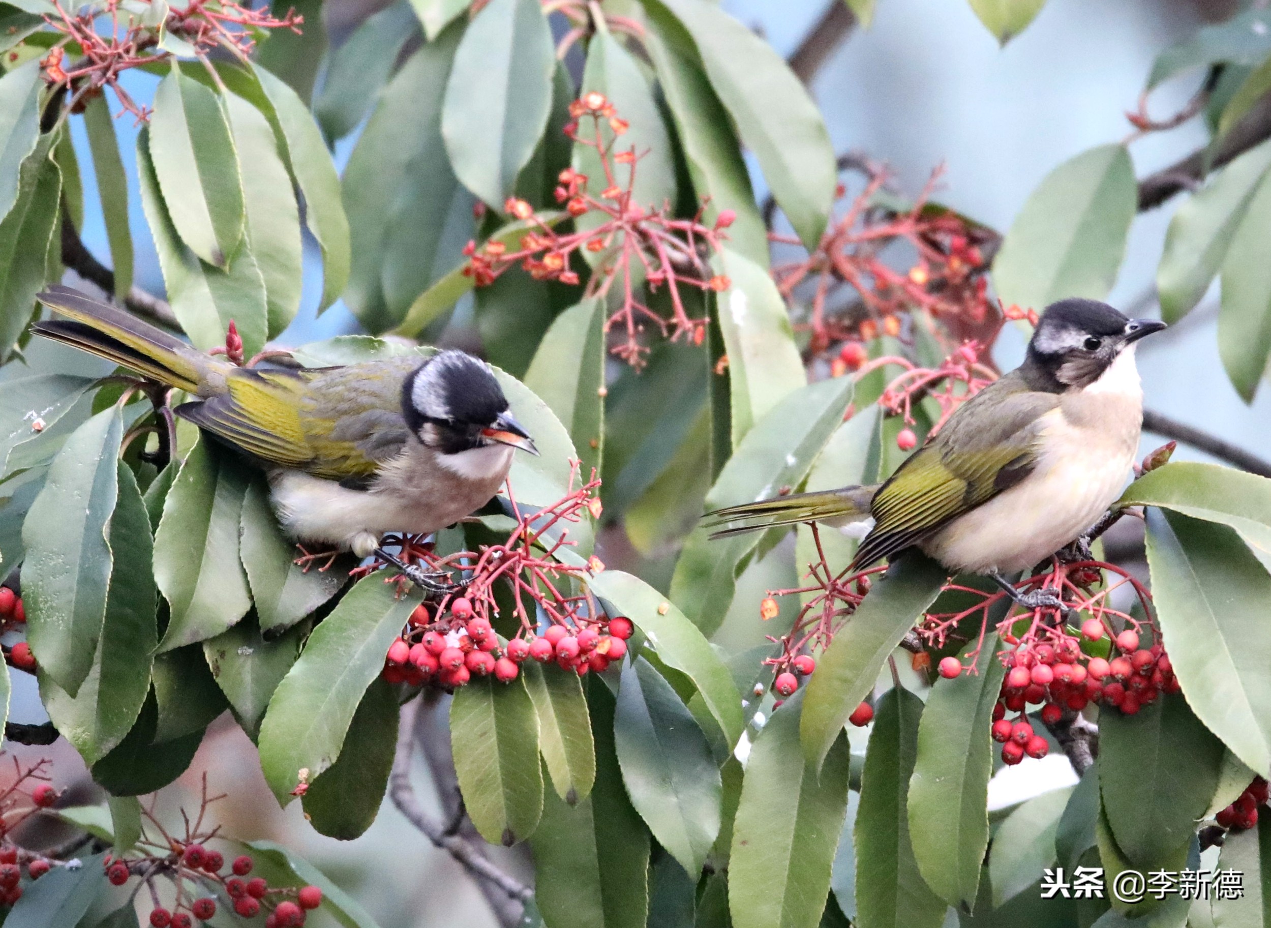 合肥拍到的小鸟,合肥乌鸟