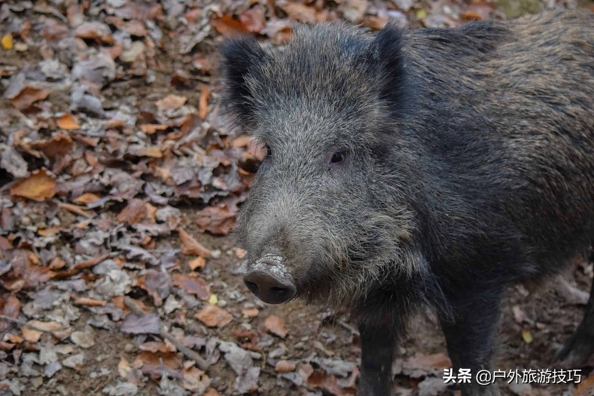 美国猎人捕猎野猪视频,国外狩猎的野猪怎么处置