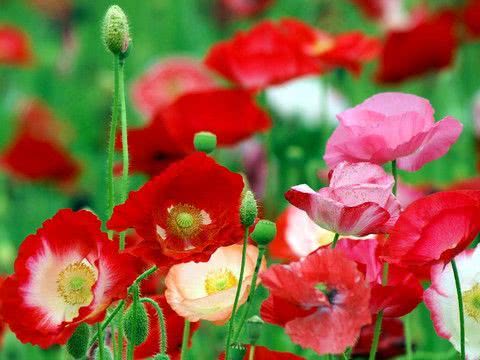 毒花致面部烧伤,女学生被毒花感染