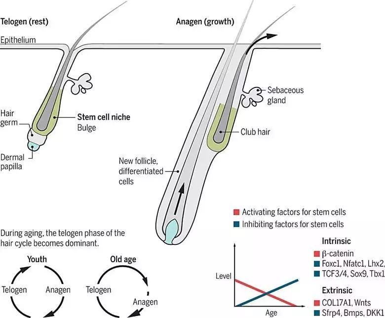 秃头有治愈的曙光吗,秃头有救了医生开的药