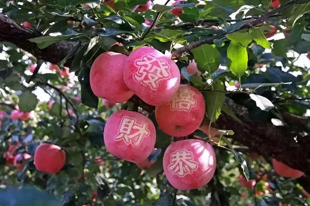 山东7月份有哪些水果可以采摘,山东10月份有什么水果可以采摘