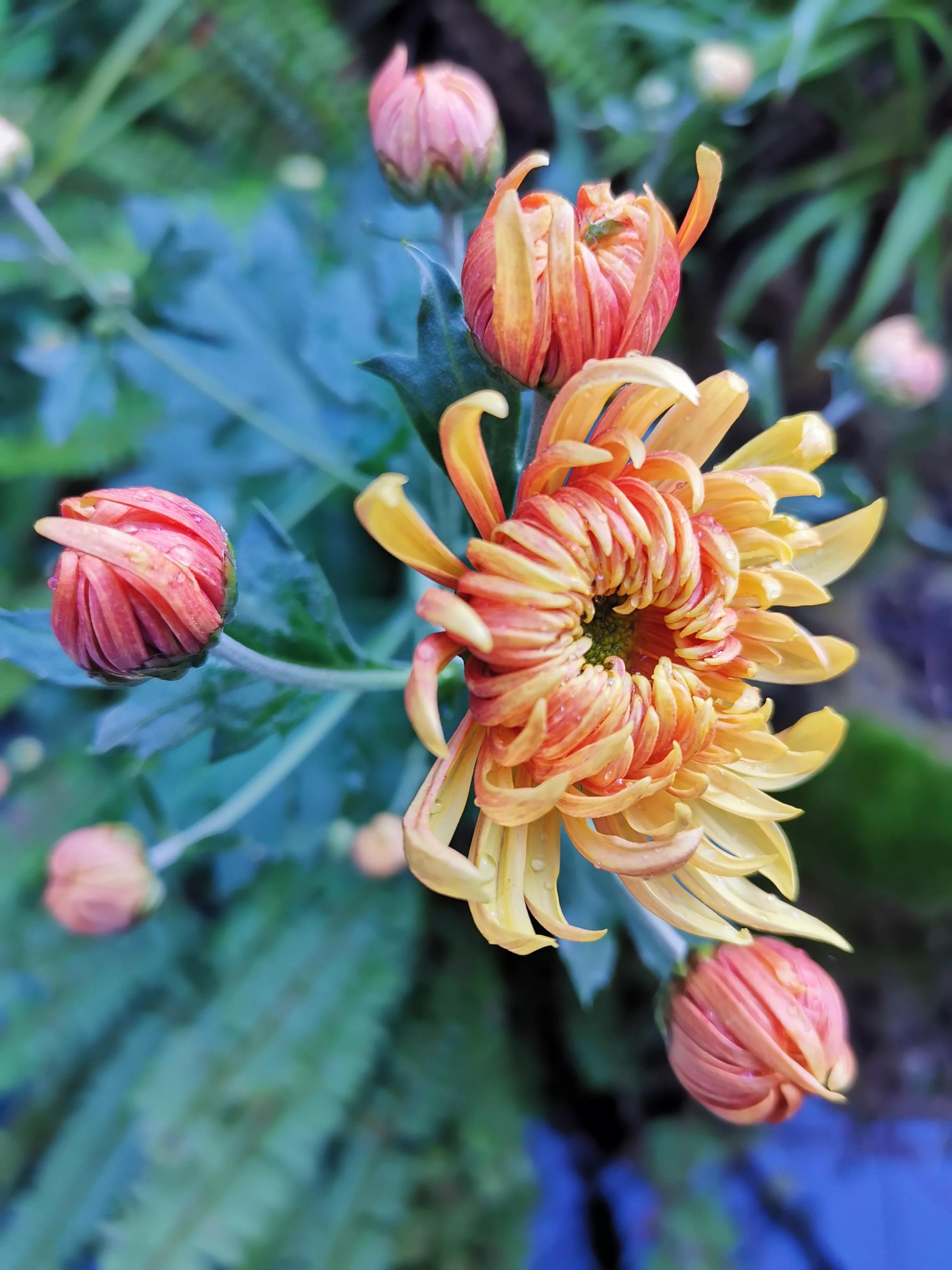 我爱野菊花,谁独爱菊花