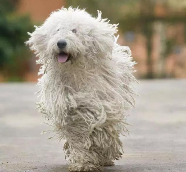 45种狗狗很难得一见你认识几种,45种最难得一见的狗