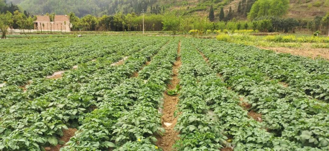 省城下来的实在人——记贵州纳雍左翼河社区第一书记黄瑾