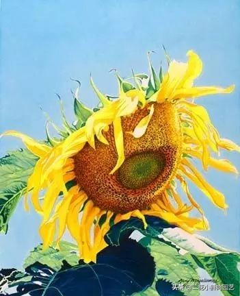 100种花卉绘画,100多张花卉线描手稿素材赶快收藏