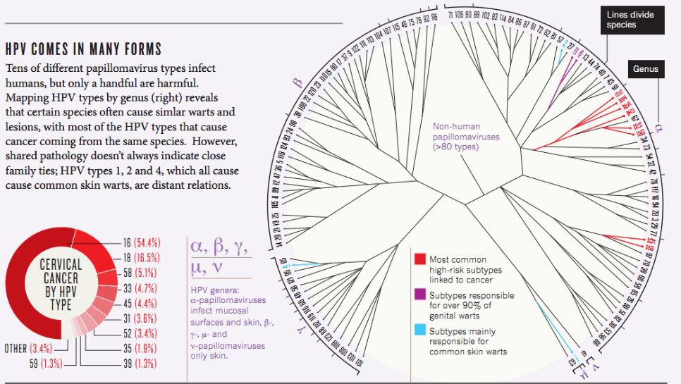 宫颈癌双筛的报告解读,宫颈癌最深度解读