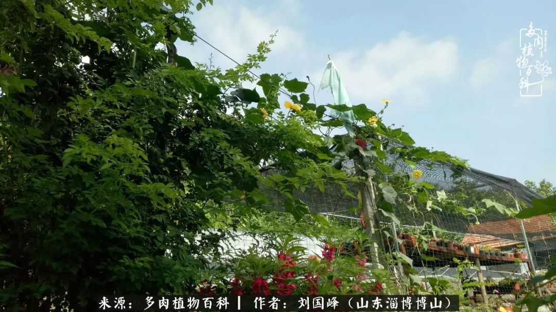 多肉植物大王叫我来巡山,大王叫我来巡山绿植