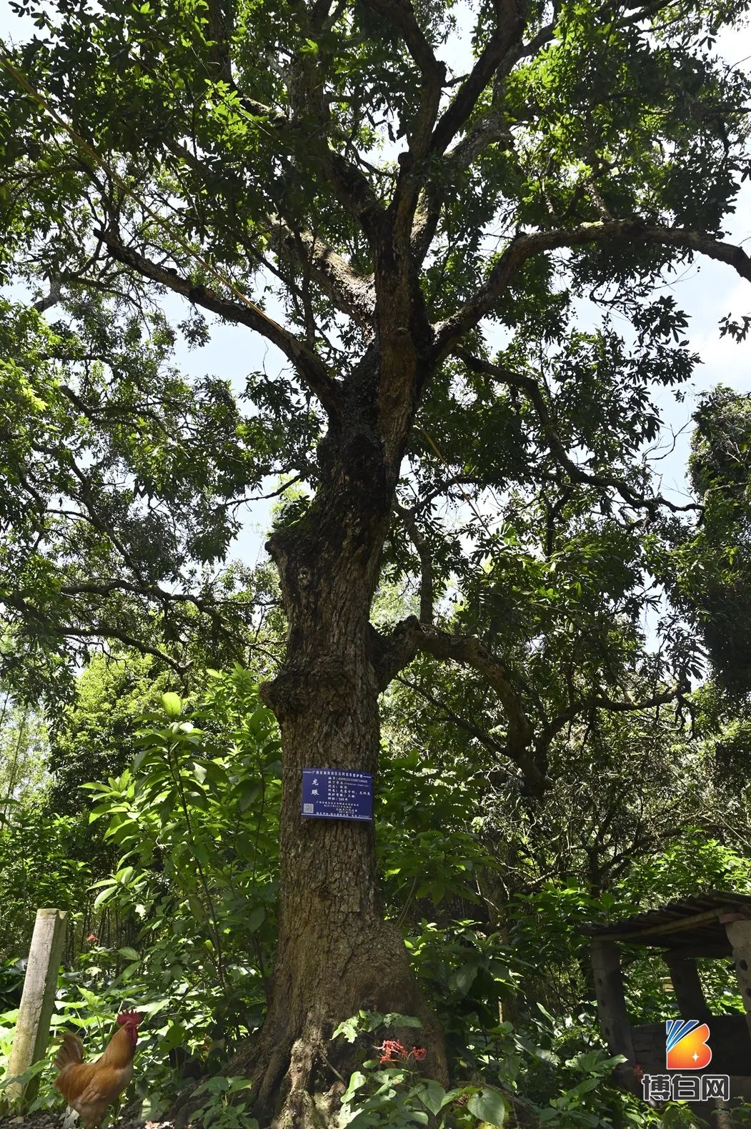 活久见！快成精了？博白发现明朝古树，至今600多年