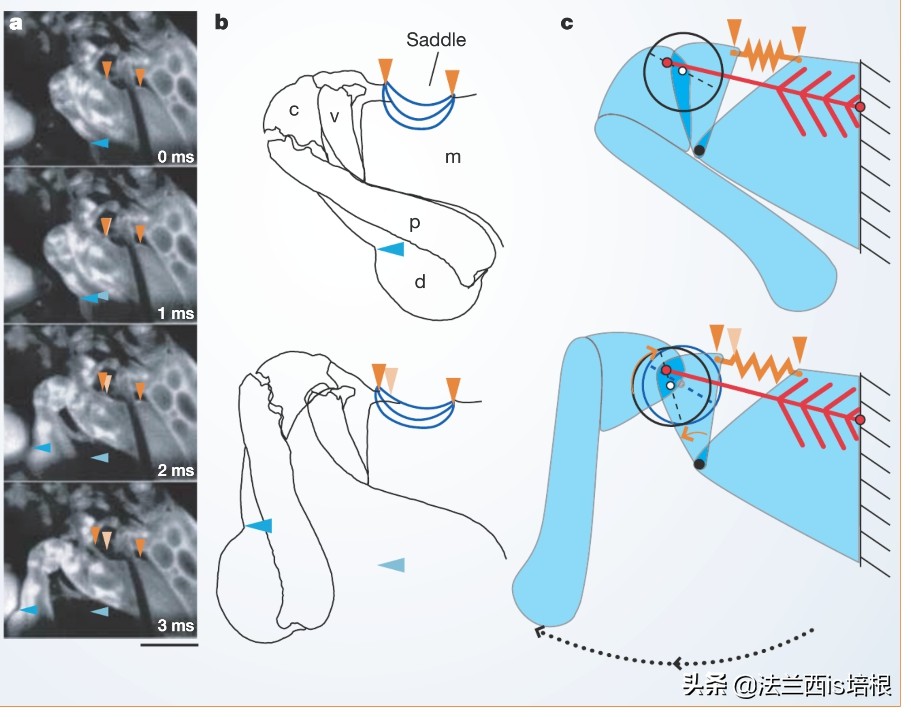 螳螂虾击碎乌龟壳,螳螂虾攻击螳螂虾