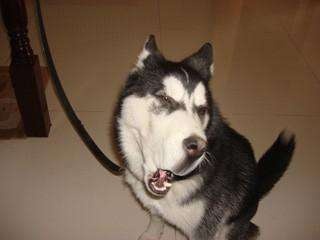 “酒店猛狗”、“冬日可爱”，这都是什么奇奇怪怪的成语啊哈哈哈