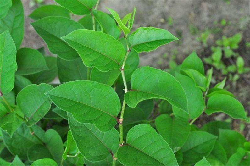 日本入侵中国的植物,日本入侵植物