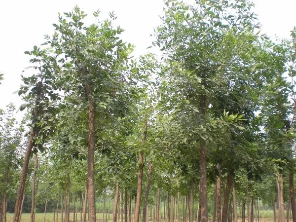 十年以上白蜡树,老白蜡树前景如何