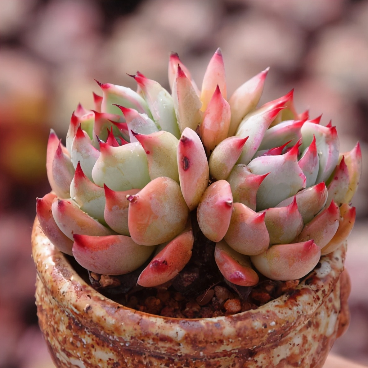 仙人掌要怎么养才能结果,仙人掌怎样才长叶子