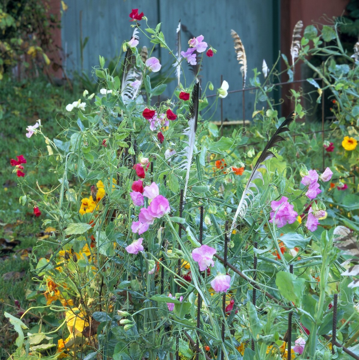 100种常见园林图鉴,列举20类不同的园林花卉