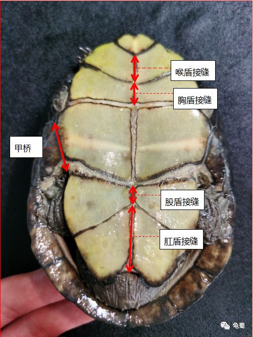 黄泽泥龟为什么冷门,泥龟冷门品种